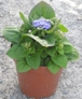 Ageratum Houstonianum