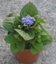 Ageratum Houstonianum