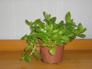 Aptenia Cordifolia