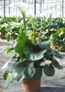 Calla - Zanthedeschia Aethiopica