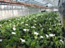 Calla - Zanthedeschia Aethiopica