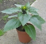 Girasole
