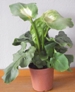 Calla green good
