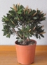 Callistemon Laevis