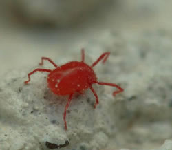 SPIDEX