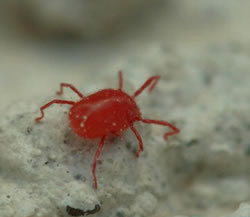 SPIDEX