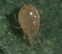 SWIRSKI MITE