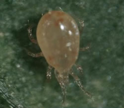 SWIRSKI MITE